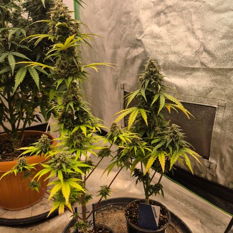 Sticky beast 👹👹👹( zamnesia) #1 growlog timeline photo