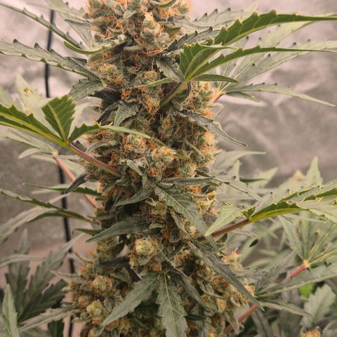 Sticky beast 👹👹👹( zamnesia) #3 growlog timeline photo