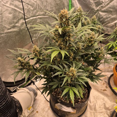 Sticky beast 👹👹👹( zamnesia) #3 growlog timeline photo