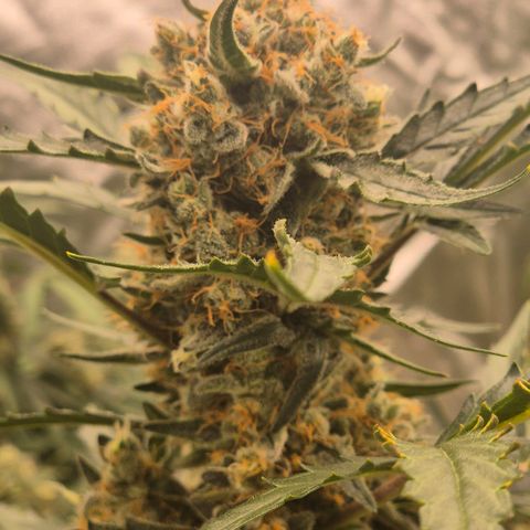 Sticky beast 👹👹👹( zamnesia) #3 growlog timeline photo