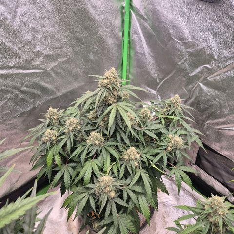 Milky way  🌌🌌🌌🌌 (hybrid) #2 links growlog timeline photo