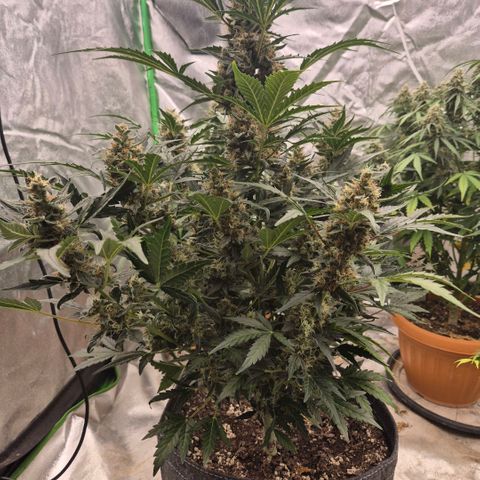 Sticky beast 👹👹👹( zamnesia) #3 growlog timeline photo