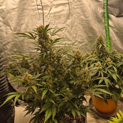 Sticky beast 👹👹👹( zamnesia) #3 growlog timeline photo