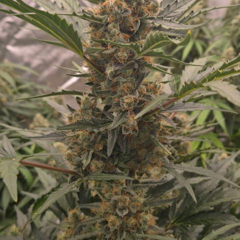 Sticky beast 👹👹👹( zamnesia) #3 growlog timeline photo