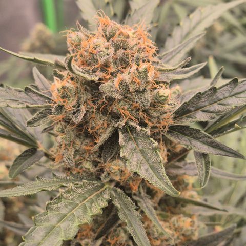 Sticky beast 👹👹👹( zamnesia) #3 growlog timeline photo