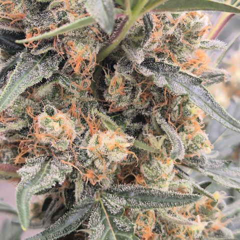 Sticky beast 👹👹👹( zamnesia) #3 growlog timeline photo