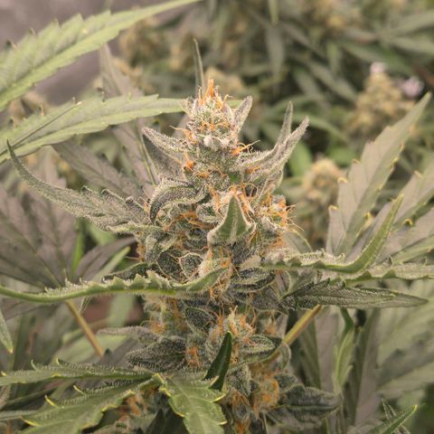 Sticky beast 👹👹👹( zamnesia) #3 growlog timeline photo