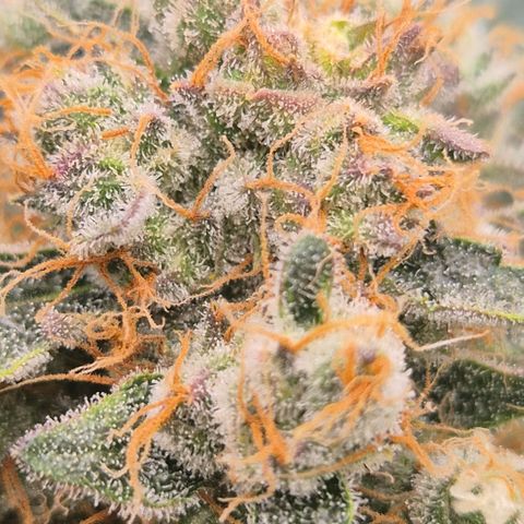 Sticky beast 👹👹👹( zamnesia) #3 growlog timeline photo