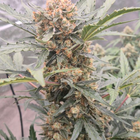 Sticky beast 👹👹👹( zamnesia) #3 growlog timeline photo