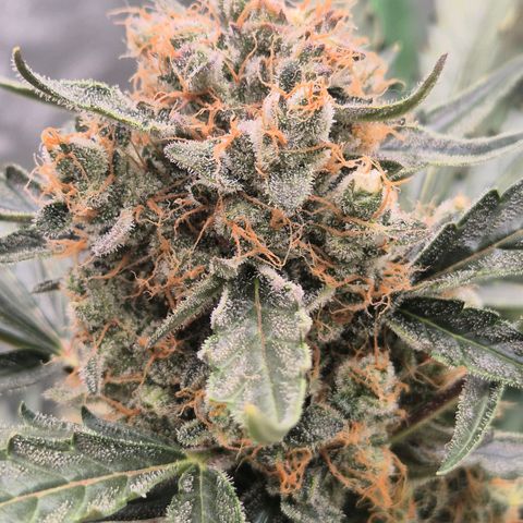 Sticky beast 👹👹👹( zamnesia) #3 growlog timeline photo