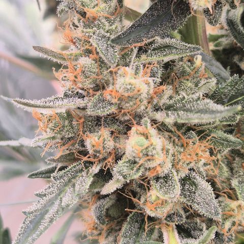 Sticky beast 👹👹👹( zamnesia) #3 growlog timeline photo