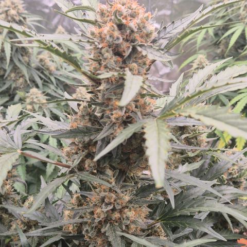 Sticky beast 👹👹👹( zamnesia) #3 growlog timeline photo