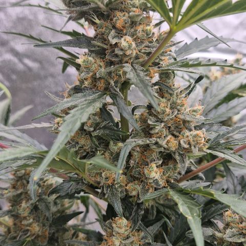 Sticky beast 👹👹👹( zamnesia) #3 growlog timeline photo