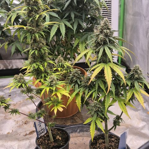 Milky way  🌌🌌🌌🌌 (hybrid) #1 growlog timeline photo