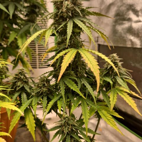 Milky way  🌌🌌🌌🌌 (hybrid) #1 growlog timeline photo
