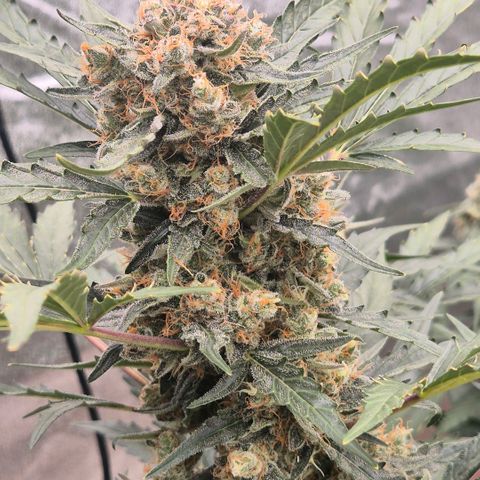 Sticky beast 👹👹👹( zamnesia) #3 growlog timeline photo
