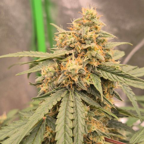 Milky way  🌌🌌🌌🌌 (hybrid) #3 growlog timeline photo