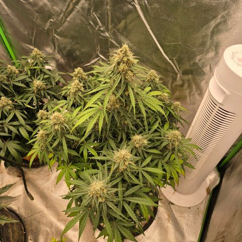 Milky way  🌌🌌🌌🌌 (hybrid) #3 growlog timeline photo