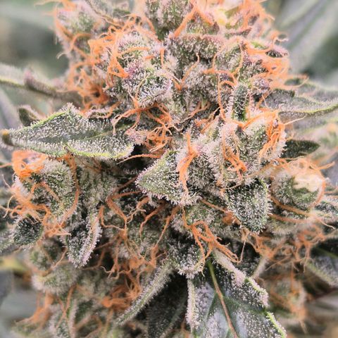 Sticky beast 👹👹👹( zamnesia) #3 growlog timeline photo