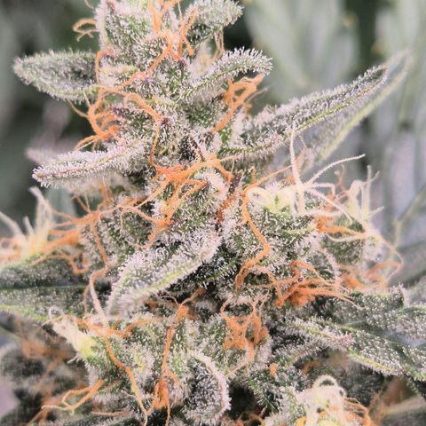 Sticky beast 👹👹👹( zamnesia) #3 growlog timeline photo