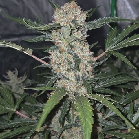 Sticky beast 👹👹👹( zamnesia) #3 growlog timeline photo
