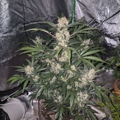 Sticky beast 👹👹👹( zamnesia) #3 growlog timeline photo