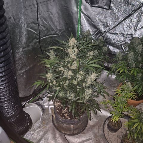 Sticky beast 👹👹👹( zamnesia) #3 growlog timeline photo