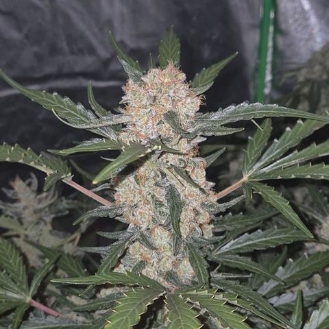 Sticky beast 👹👹👹( zamnesia) #3 growlog timeline photo