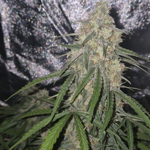 Milky way  🌌🌌🌌🌌 (hybrid) #3 growlog timeline photo
