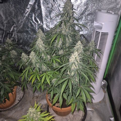Milky way  🌌🌌🌌🌌 (hybrid) #3 growlog timeline photo