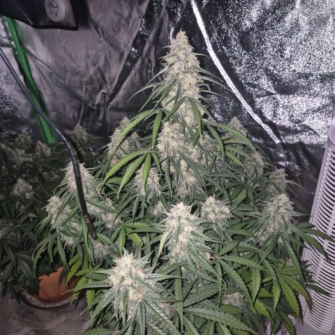 Milky way  🌌🌌🌌🌌 (hybrid) #3 growlog timeline photo