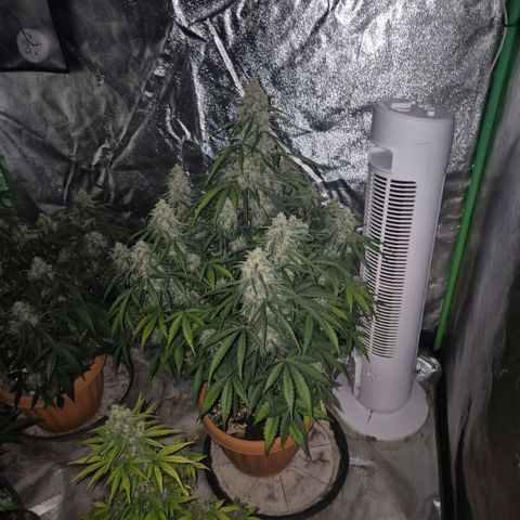 Milky way  🌌🌌🌌🌌 (hybrid) #3 growlog timeline photo