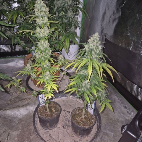 Milky way  🌌🌌🌌🌌 (hybrid) #1 growlog timeline photo