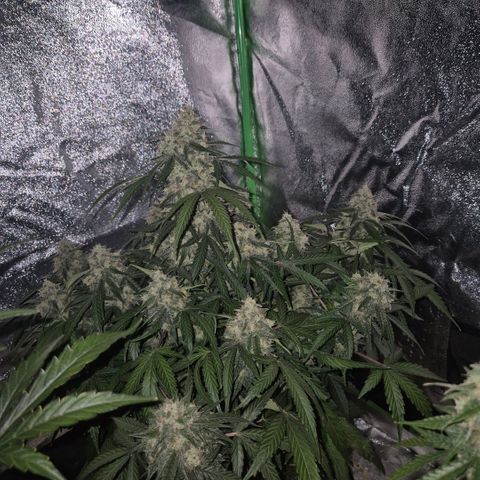 Milky way  🌌🌌🌌🌌 (hybrid) #2 links growlog timeline photo