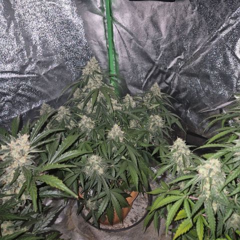 Milky way  🌌🌌🌌🌌 (hybrid) #2 links growlog timeline photo