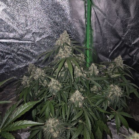 Milky way  🌌🌌🌌🌌 (hybrid) #2 links growlog timeline photo