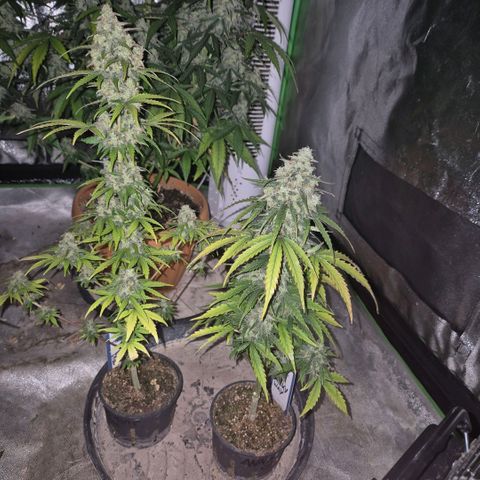 Sticky beast 👹👹👹( zamnesia) #1 growlog timeline photo