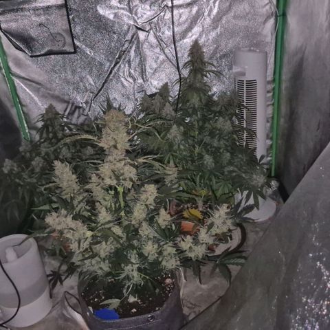 Sticky beast 👹👹👹( zamnesia) #3 growlog timeline photo