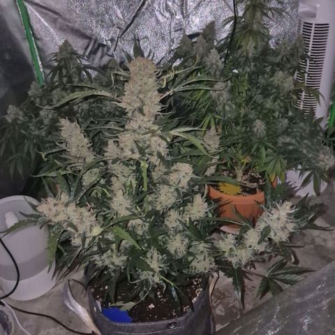 Sticky beast 👹👹👹( zamnesia) #3 growlog timeline photo