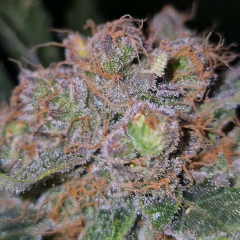 Sticky beast 👹👹👹( zamnesia) #3 growlog timeline photo