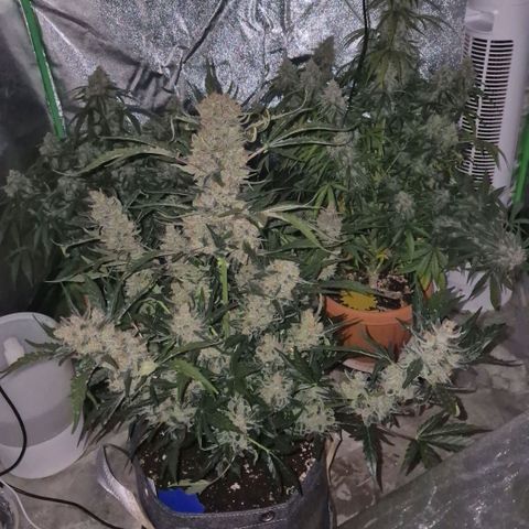 Sticky beast 👹👹👹( zamnesia) #3 growlog timeline photo