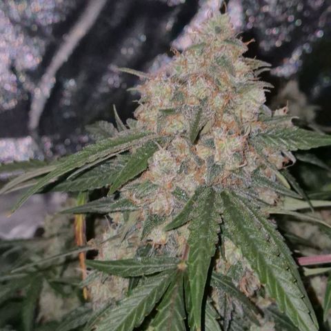 Milky way  🌌🌌🌌🌌 (hybrid) #3 growlog timeline photo