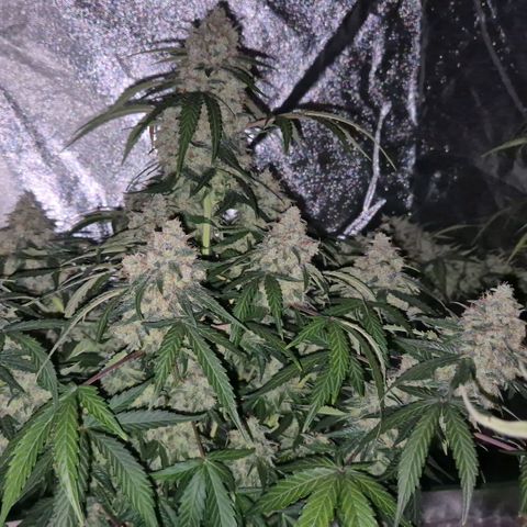 Milky way  🌌🌌🌌🌌 (hybrid) #3 growlog timeline photo