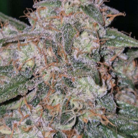 Milky way  🌌🌌🌌🌌 (hybrid) #3 growlog timeline photo
