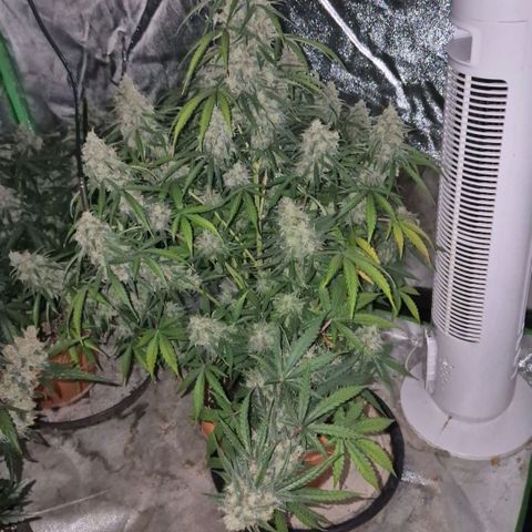 Milky way  🌌🌌🌌🌌 (hybrid) #2 links growlog timeline photo
