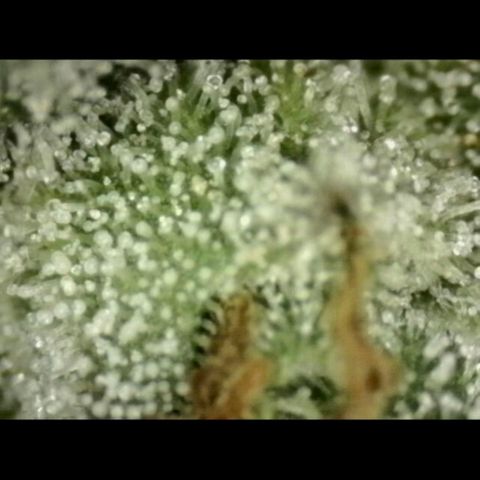 Milky way  🌌🌌🌌🌌 (hybrid) #3 growlog timeline photo
