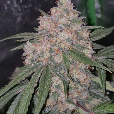 Milky way  🌌🌌🌌🌌 (hybrid) #3 growlog timeline photo