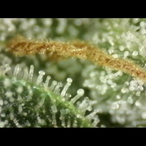 Milky way  🌌🌌🌌🌌 (hybrid) #2 links growlog timeline photo