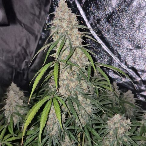 Milky way  🌌🌌🌌🌌 (hybrid) #2 links growlog timeline photo