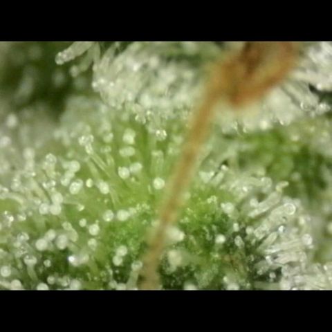 Milky way  🌌🌌🌌🌌 (hybrid) #2 links growlog timeline photo